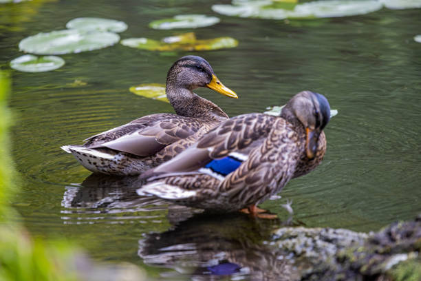 istock Two young mallard ducks cleaning their feathers 1428333185