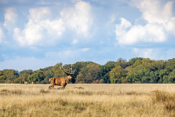 Male red deer out in the open grassland during rut - it is a well known trick to fill the antlers with grass to look bigger and more impressive. The picture is taken in Dyrehaven which is a public deer park north of Copenhagen and it is a UNESCO heritage site because of the landscape which is designed for royal hunts, called par force hunting