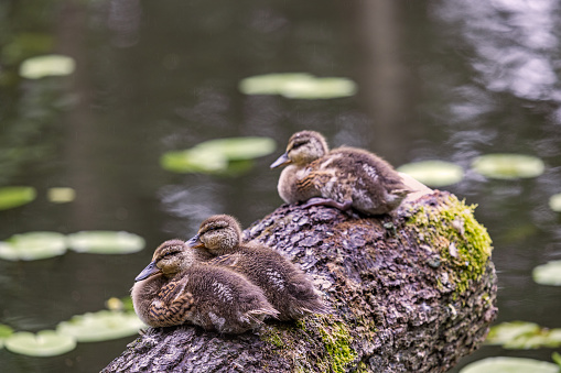 Three brown mallard ducklings sitting on a fallen tree at the brink of Mølleåen, one of the larges streams of water in Denmark situated north of Copenhagen in a natural parkland