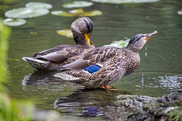 Two young mallard ducks cleaning their feathers while sitting on the brink of Mølleåen, one of the largest streams of water in Denmark and situated in a natural parkland north of Copenhagen