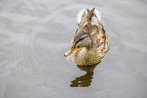 Swimming female mallard duck on Lyngby Sø, a famous lake in a natural parkland north of Copenhagen