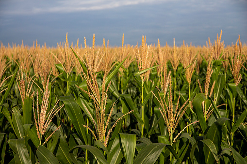 Healthy corn crop yields golden tassels resting below a late August sun down on the farm in rural Illinois, USA.