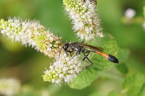 Detailed closeup on the red-banded sand wasp, Ammophila sabulosa on a white mint flower