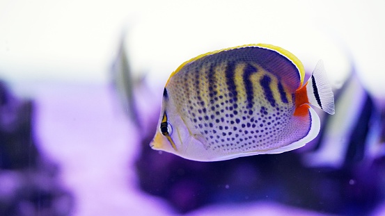 The spot-banded butterflyfish or spotband butterflyfish is a species of marine ray-finned fish.