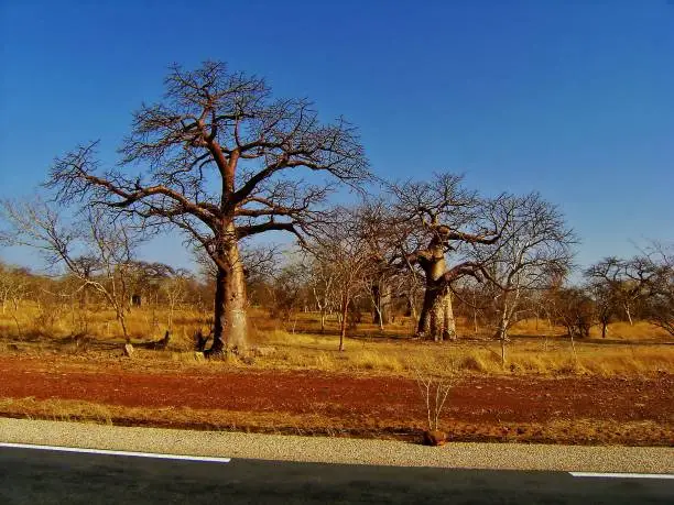 Baobab trees can live for up to 5,000 years, reach up to 30 metres high and up to an enormous 50 metres in circumference.