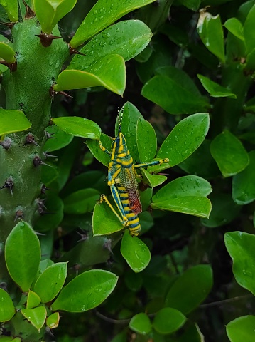 Closeup Shot Of Locust Bird Photo Selective Focus On Subject Background Blue