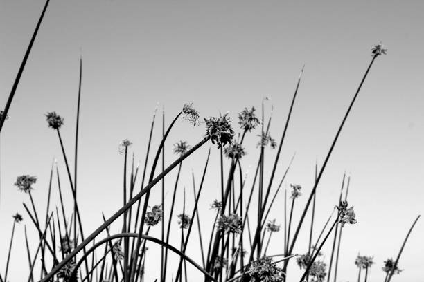 istock Grayscale low angle shot of wild reeds on a field 1428338041