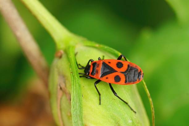 istock Closeup on the colorful red firebug , Pyrrhocoris apterus sitting on a green leaf 1428338144