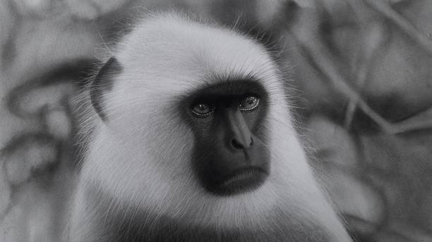istock The old monkey culture 1428338189