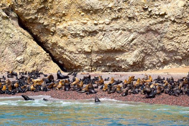 istock Scenery by the Ocean in Peru 1428338325