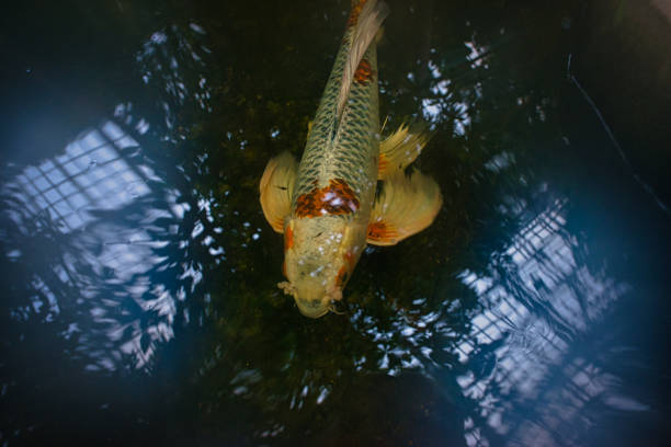 Koi fish make there way around the pond.