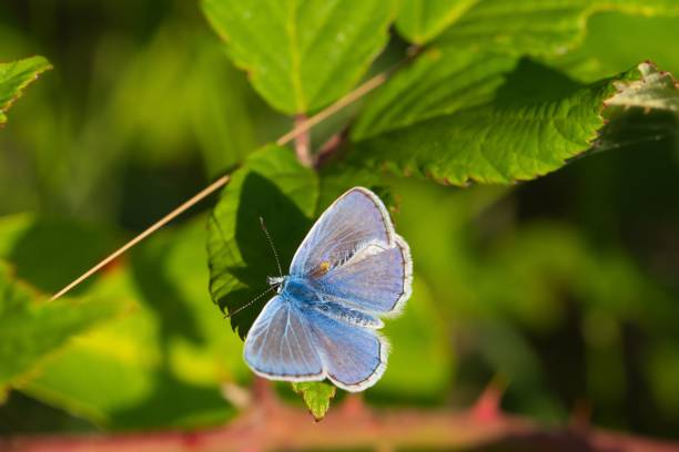 istock bluish butterfly, Polyommatus Meleageria bellargus 1428338853
