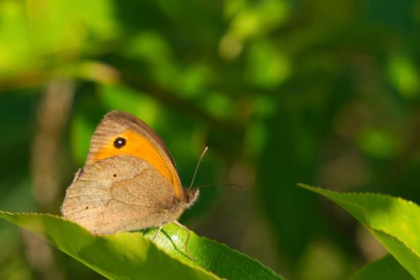 istock a brown orange butterfly called ox eye, 1428338869