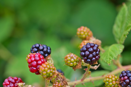 dark bluish , red ripe forest berries on a branch, close-up
