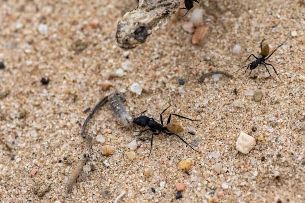 istock Namibian ant eating a worm, with a dead snake 1428339060