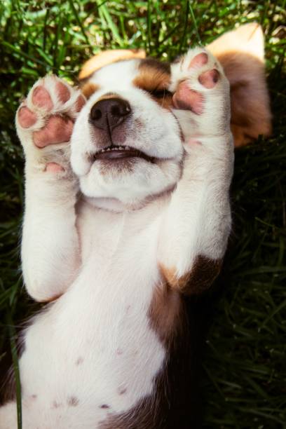 istock Vertical shot of a puppy beagle 1428339602