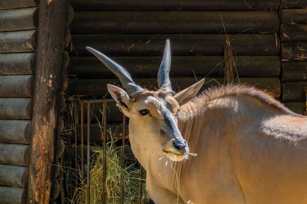addax (Addax nasomaculatus)
