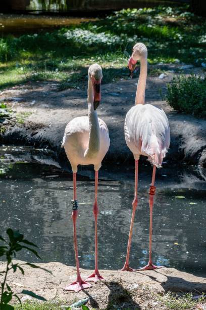 istock Pink flamingo two birds by the water 1428340100