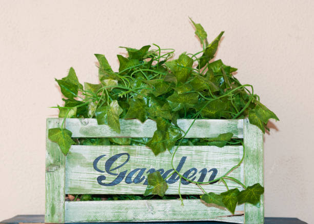 decorative green plants in wooden box for decoration horizontal