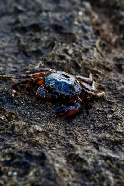 Photo of Macro close up of dead Carcinus maenas (common beach crab) with selective focus and selective blur