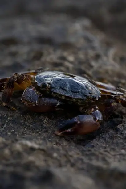 Photo of Macro close up of dead Carcinus maenas (common beach crab) with selective focus and selective blur