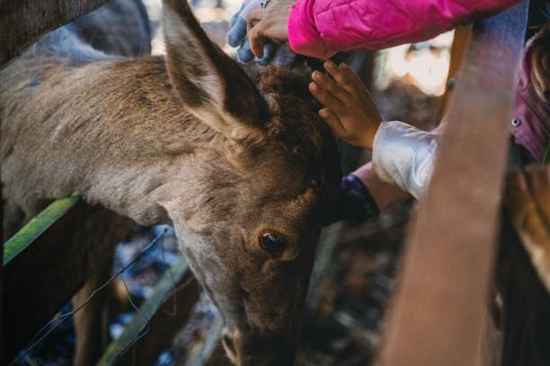 istock Kids touching a deer in a wild animal zoo. 1428342762