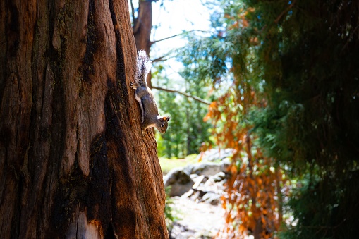 Tree Squali Tree Squirrel Coming Down From A Giant Sequoia Tree Stock Photo ...