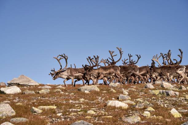 istock Norwegian reindeer (Rangifer tarandus tarandus) flock grazing on the Norefjell mountaintop 1428343705