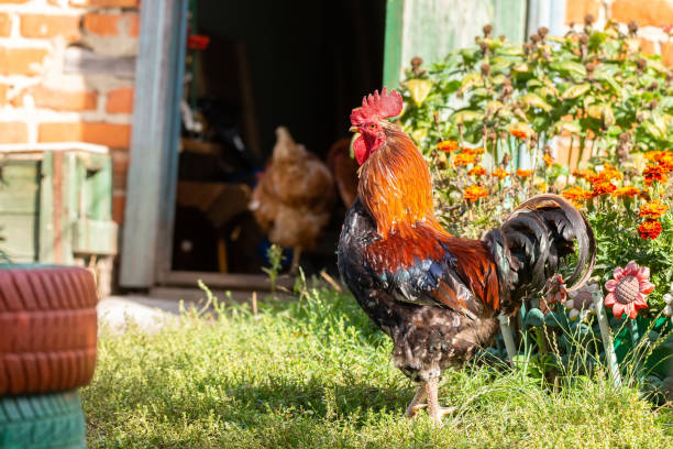 istock cute rooster crowing on the farm... 1428344900