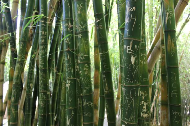 istock Closeup of multiple engraved bamboos in a forest 1428345903