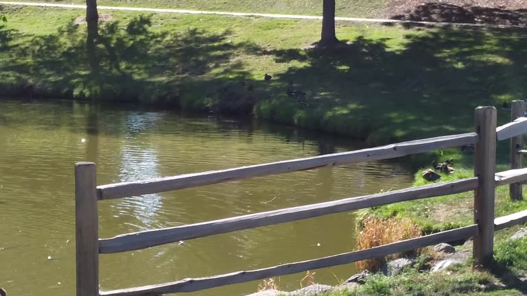 Park with mallard ducks swimming in a small lake on a sunny day