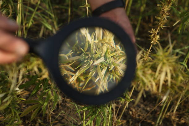 istock Male hands hold a magnifying glass 1428347684