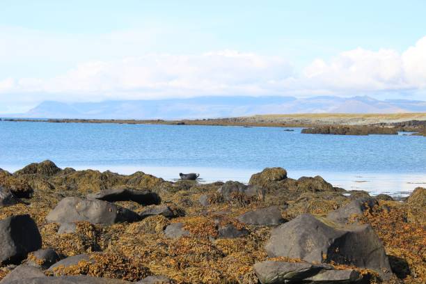 istock Beautiful rocky shore in Iceland 1428347964