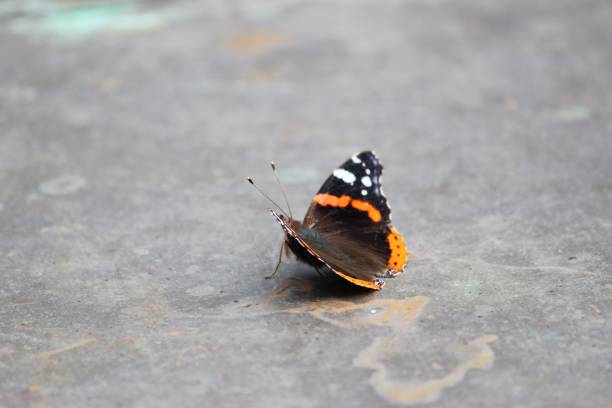 istock Beautiful red admiral butterfly on a gray marble surface 1428348273