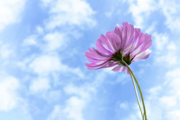 Flores rosadas del cosmos floreciendo en el jardín de flores - foto de stock