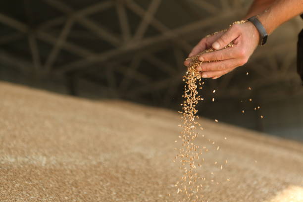 istock Man holding grains of wheat 1428349930