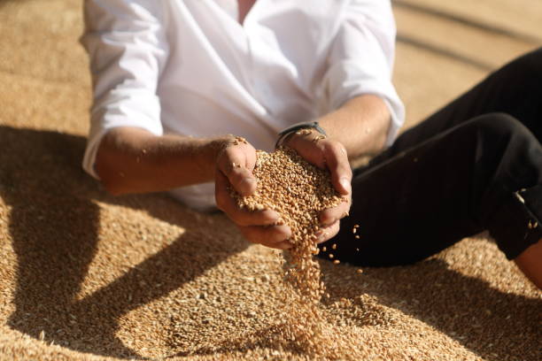 istock Man holding grains of wheat 1428349981