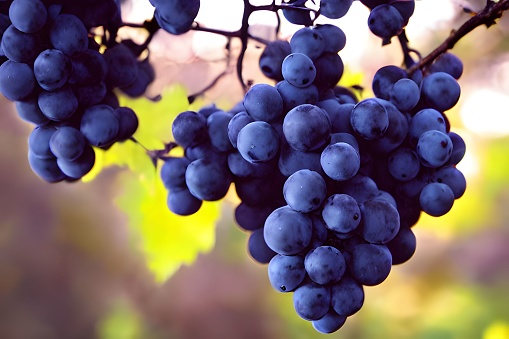 A closeup of ripe black grapes growing in a garden