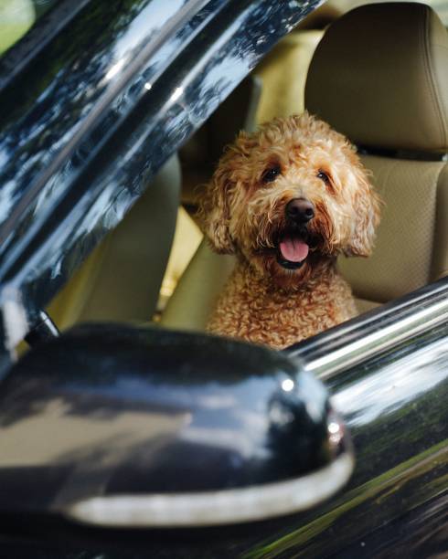 istock Vertical shot of a brown poodle in a car 1428351576
