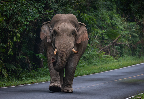 Wild Elephant walking on the road that cross into the mountain in the National Park of Thailand.