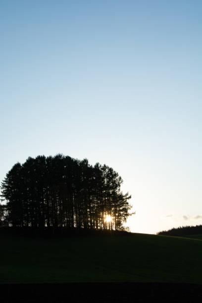 istock Pine forest on the hill at sunset 1428352327