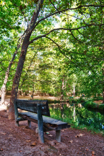 istock forest of large trees in autumn. 1428354671