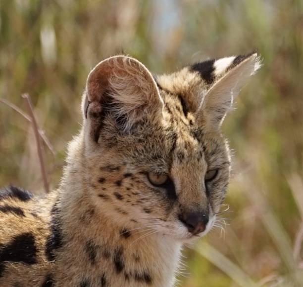 istock Close up of a young leopard 1428354774