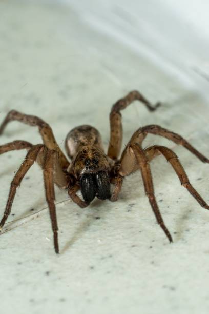 istock Vertical shot of a Carolina wolf spider 1428355436
