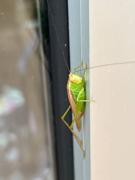 istock Vertical closeup shot of a green grasshopper 1428355806