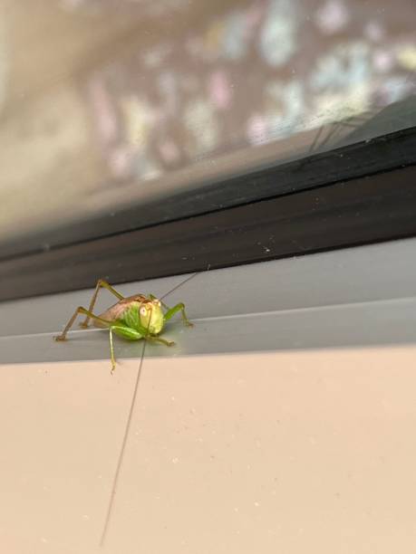 istock Vertical closeup shot of a green grasshopper 1428355819