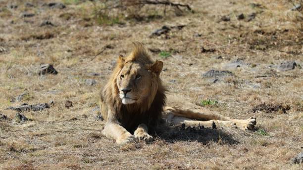 istock Beautiful majestic lion laying on a field 1428355951