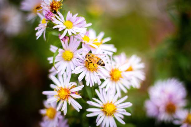 istock Closeup of daisies (Bellis perennis) with a little bee on them 1428355995