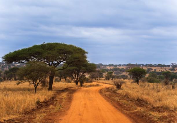 istock Landscape view of the savanna 1428356126