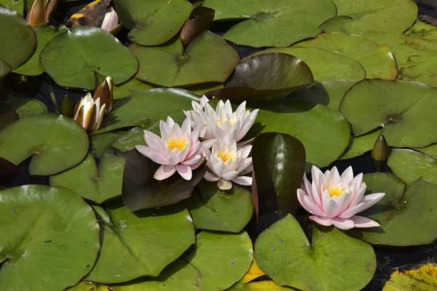istock Pond with water lilies and lily pads 1428356177